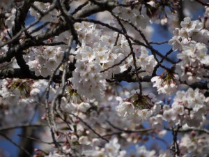 桜桜