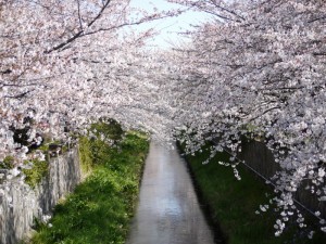 川と桜