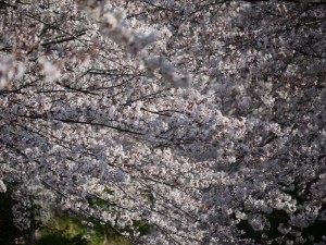 桜、桜、桜