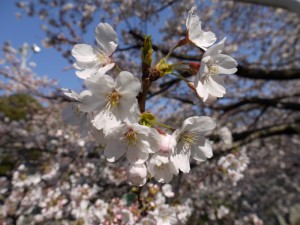 桜の花