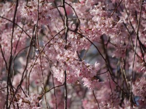 紅いしだれ桜