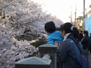 桜を見る息子