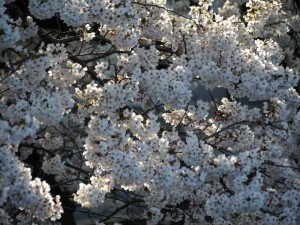 傾きかけた日差しに照らされる桜